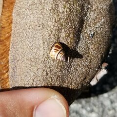 Drymaeus multilineatus