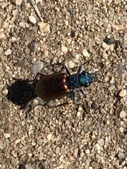 Cicindela scutellaris