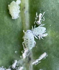 Brevicoryne brassicae