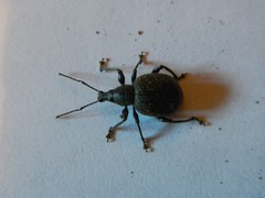 Otiorhynchus armadillo