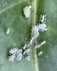 Brevicoryne brassicae