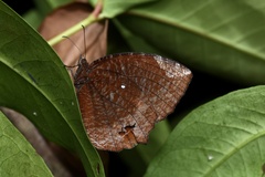 Elymnias hypermnestra