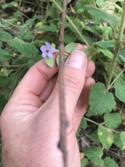 Tremandra stelligera