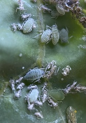 Brevicoryne brassicae