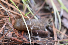 Limacus