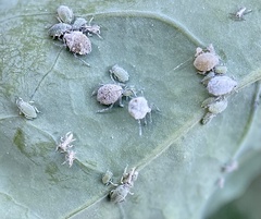 Brevicoryne brassicae