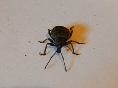 Otiorhynchus armadillo