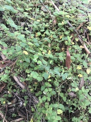 Tremandra stelligera