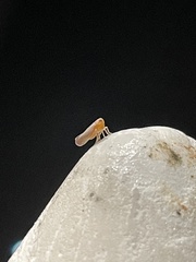 Omolicna