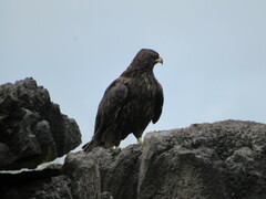 Buteo galapagoensis