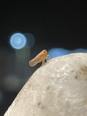 Omolicna
