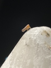 Omolicna