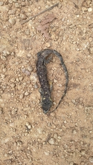 Abronia cuetzpali