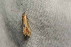 Batia lunaris