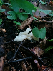 Sebacina sparassoidea