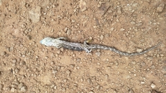 Abronia cuetzpali