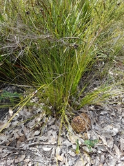 Mesomelaena tetragona