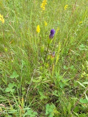 Gentianopsis crinita