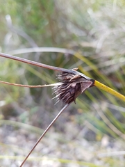 Mesomelaena tetragona