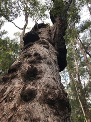 Eucalyptus jacksonii