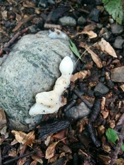 Sebacina sparassoidea