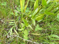 Gentianopsis crinita