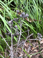 Eucalyptus jacksonii