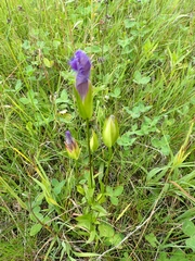 Gentianopsis crinita