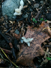 Sebacina sparassoidea