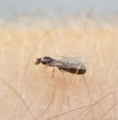 Brachymyrmex obscurior