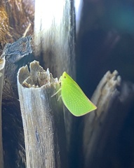 Siphanta acuta