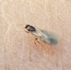 Brachymyrmex obscurior