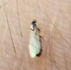 Brachymyrmex obscurior