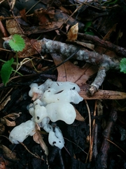 Sebacina sparassoidea