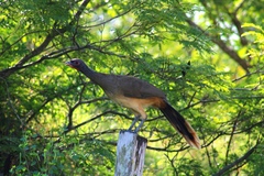 Ortalis poliocephala