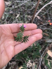 Boronia gracilipes