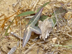 Passiflora tenuiloba