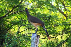 Ortalis poliocephala