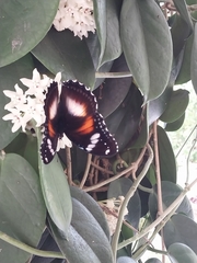 Hypolimnas bolina nerina