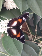 Hypolimnas bolina nerina