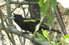 Cacicus chrysopterus