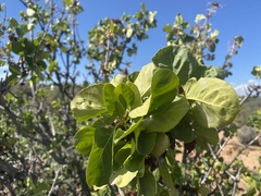 Fraxinus anomala