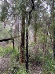 Persoonia longifolia
