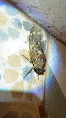 Megatibicen resonans