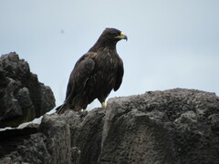 Buteo galapagoensis