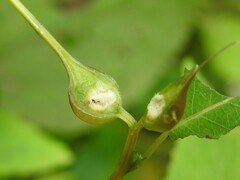 Neolasioptera impatientifolia