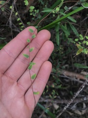 Pittosporaceae