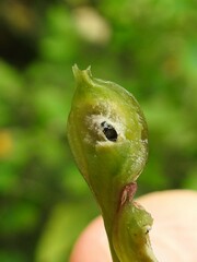Neolasioptera impatientifolia