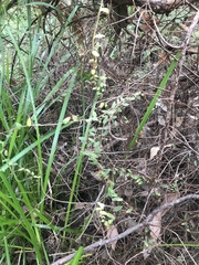 Pittosporaceae