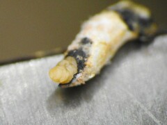 Neolasioptera impatientifolia